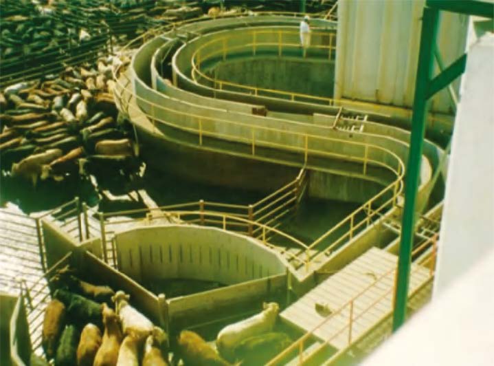 Complete Beef Slaughterhouse Line one-stop turnkey total package project