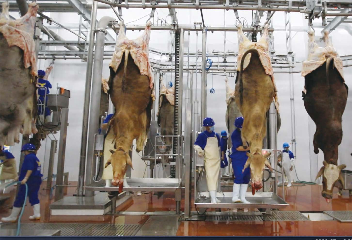 Complete Beef Slaughterhouse Line one-stop turnkey total package project