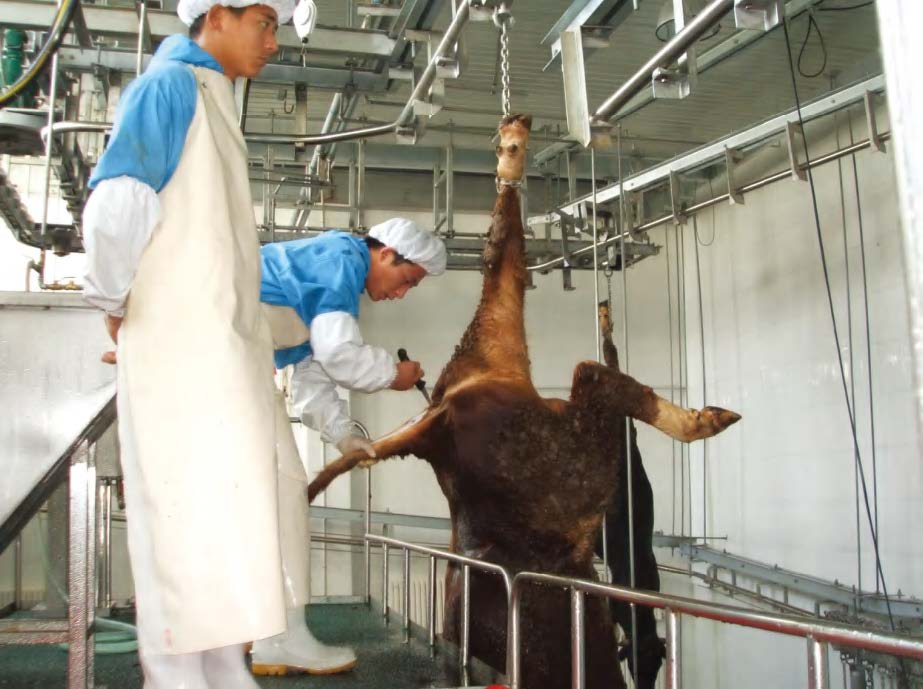 Complete Beef Slaughterhouse Line one-stop turnkey total package project