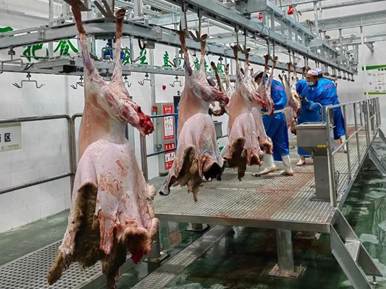 Sheep/goat Abattoir Slaughtering Equipment