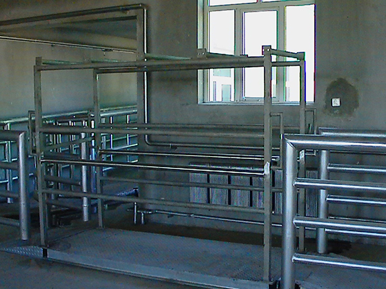 Living cattle  weighting  systems Automatic Equipments for Cattle Abattoir