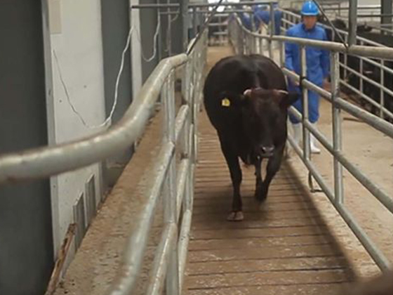 Complete Automatic Halal Cow Cattle Slaughter Machinery