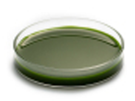 AlgaLab Natural EPA Oleoresin