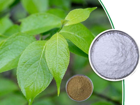 Eucommia ulmoides extract