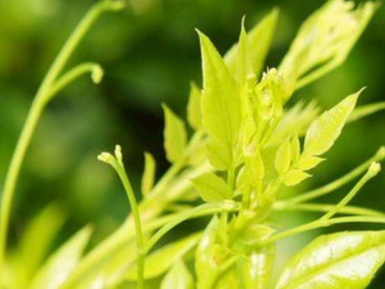 Vine tea extract