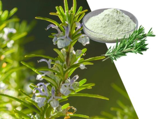 Rosemary extract