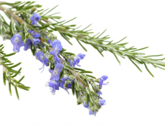 Rosemary extract