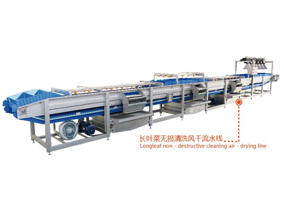 Long leaf vegetable non-destructive cleaning air drying prodution line 