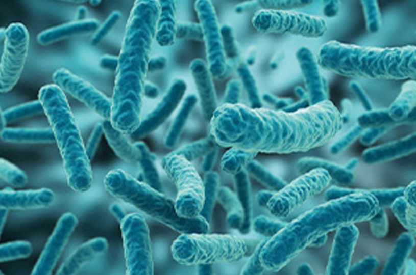Lactobacillus casei LC-G11