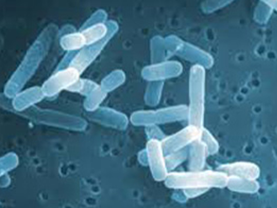 Lactobacillus rhamnosus LR-G10