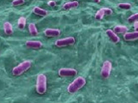 Lactobacillus acidophilus LA-G80