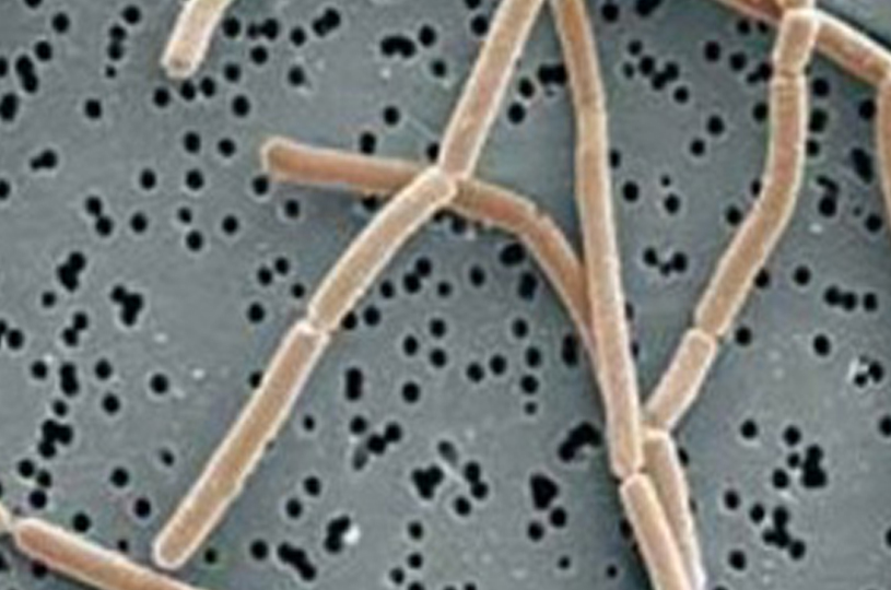 Lactobacillus delbrueckii subsp. bulgaricus LB-G40 