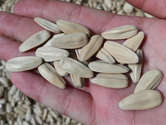 Peeling melon seeds wok