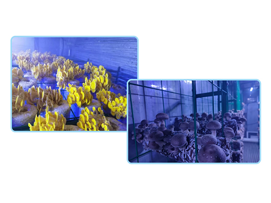 Intelligent modular mushroom cultivation chamber