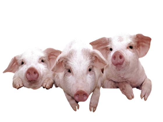 Pig Slaughterhouse Project of Tangshan Kangjian Food Co., Ltd.