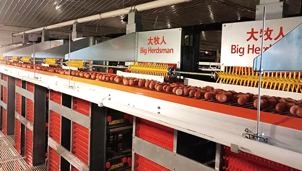 High-Efficiency Egg Conveyor System - Automated & Durable