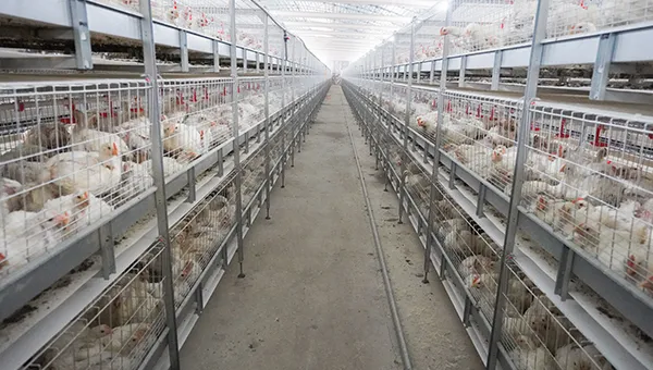 NSM100A Auto Harvest Cage System – Boost Productivity with Smart Automation