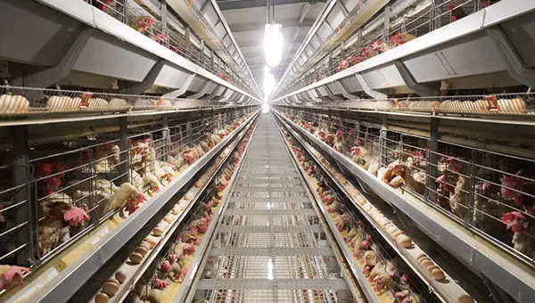 Reliable eco-friendly efficient Egg laying cage-BHLCS600