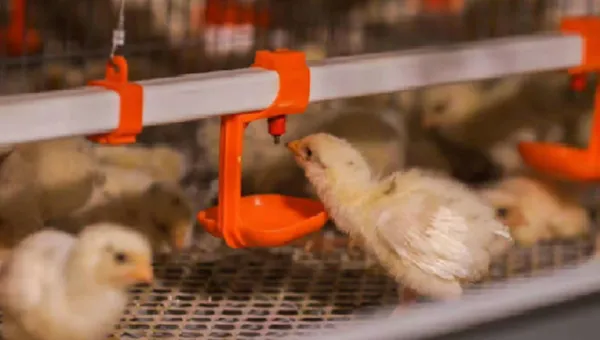 NSM100A Auto Harvest Cage System – Boost Productivity with Smart Automation