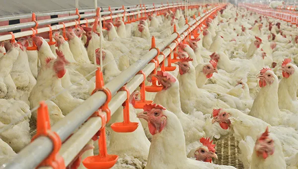 NSM100A Auto Harvest Cage System – Boost Productivity with Smart Automation
