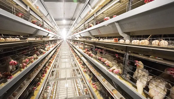 Reliable eco-friendly efficient Egg laying cage-BHLCS600