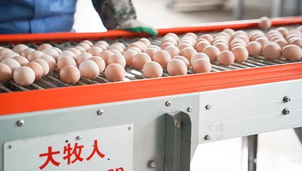 High-Efficiency Egg Conveyor System - Automated & Durable