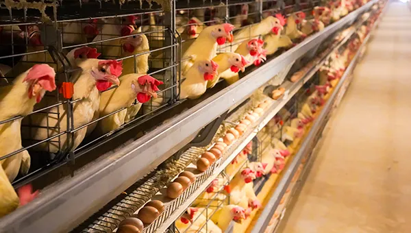 Reliable eco-friendly efficient Egg laying cage-BHLCS600