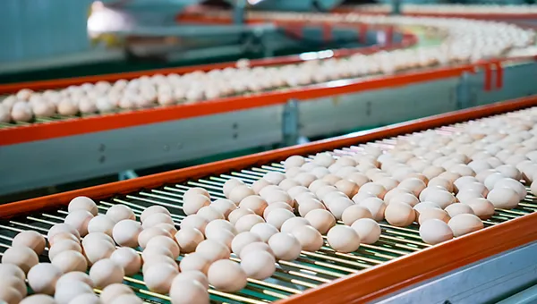 High-Efficiency Egg Conveyor System - Automated & Durable
