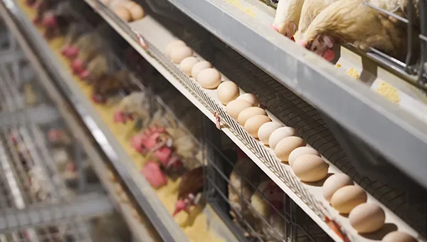 Reliable eco-friendly efficient Egg laying cage-BHLCS600