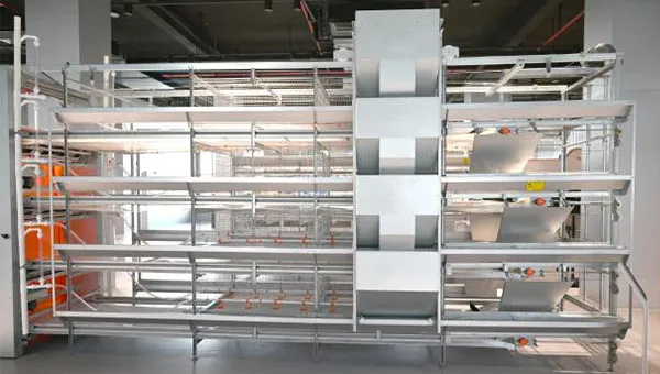Chick Rearing Cage Pullet Cage System
