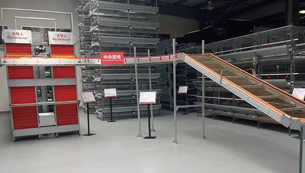 High-Efficiency Egg Conveyor System - Automated & Durable