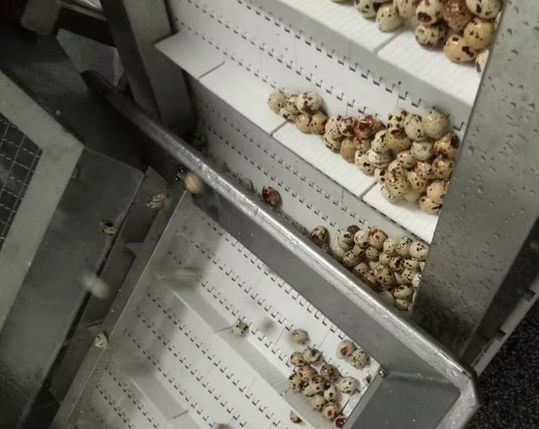 Quail Egg Cooking & Peeling Production Line---ZG-WE5000
