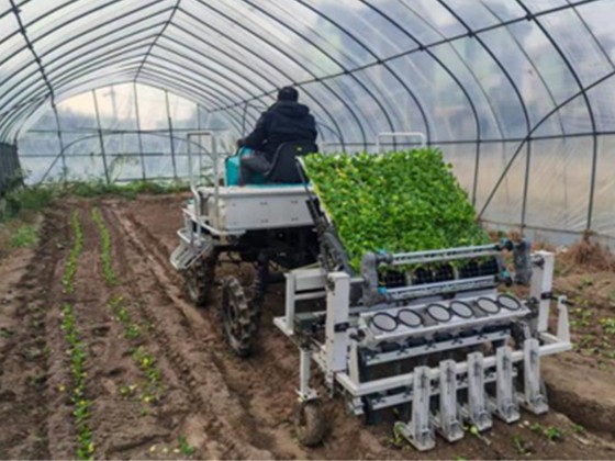 6-Row Mounted Automatic Vegetable Transplanter