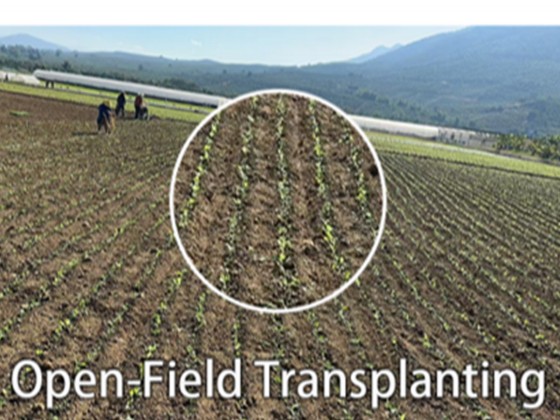 2-Row Automatic Vegetable Transplanter