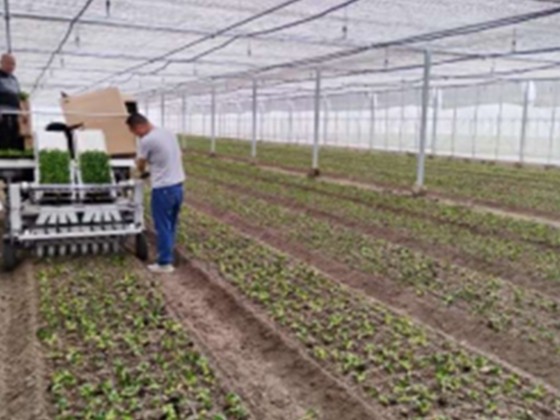 8-Row Mounted Automatic Vegetable Transplanter
