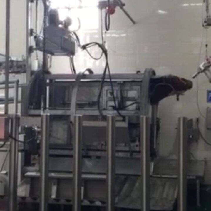 Complete Automatic Halal Cow Cattle Slaughter Machinery