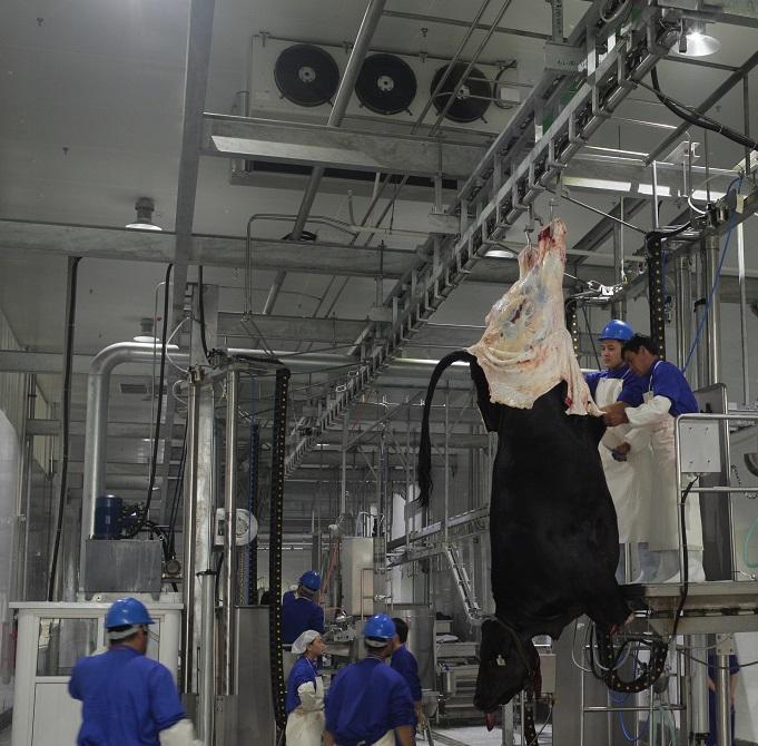 Living cattle  weighting  systems Automatic Equipments for Cattle Abattoir