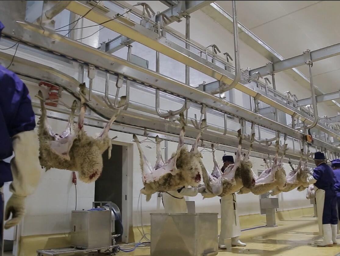 Sheep/goat Abattoir Slaughtering Equipment