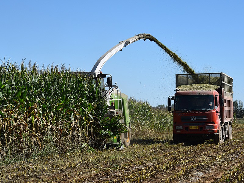 9QS-4500S --- Self-propelled Green Forage Harvester