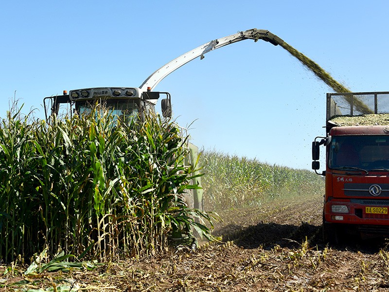9QS-3600T ---  Self-propelled Green Forage Harvester