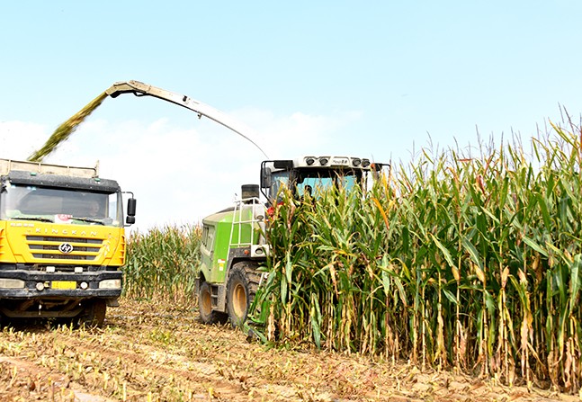 9QS-3600T ---  Self-propelled Green Forage Harvester