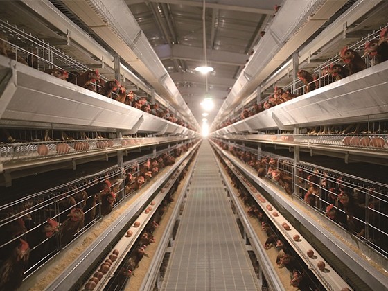 Cascading automatic laying hen feeding equipment