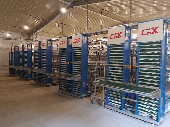  Automatic egg collection system