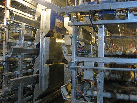 Cascading automatic broiler breeding equipment