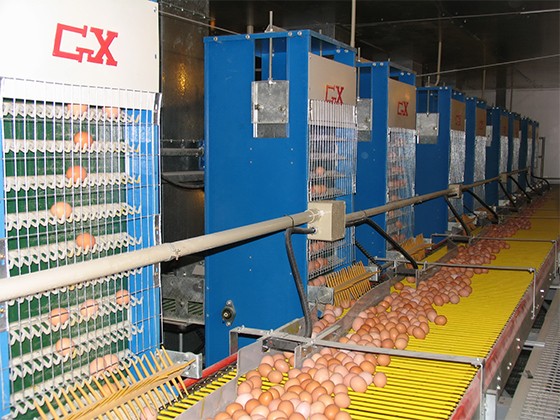  Automatic egg collection system