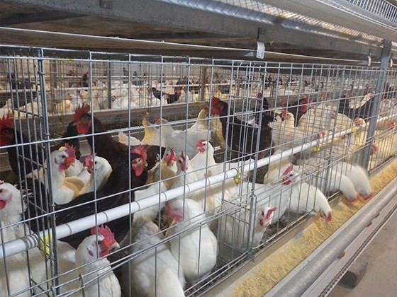 Cascading automatic breeder chicken feeding equipment