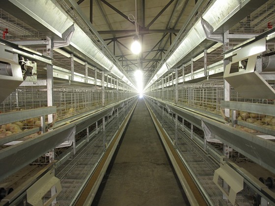 Cascading automatic broiler breeding equipment