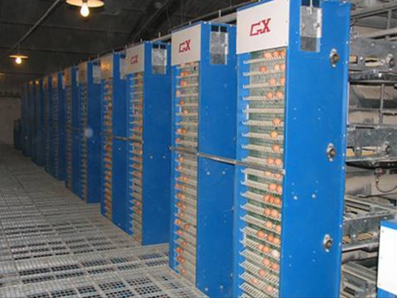  Automatic egg collection system