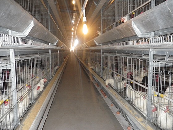 Cascading automatic breeder chicken feeding equipment