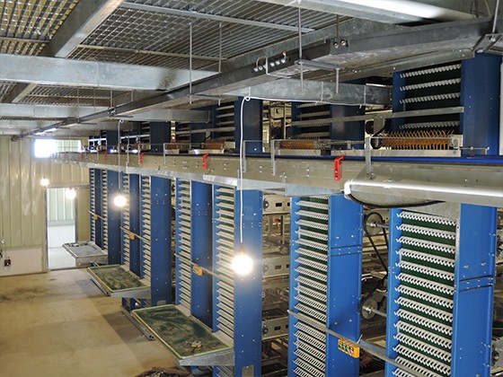  Automatic egg collection system